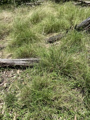 Enteropogon unispiceus