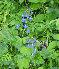 Delphinium bakeri