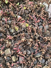 Pterostegia drymarioides