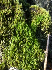 Dicranum howellii
