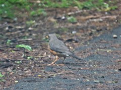 Turdus olivaceus pondoensis