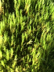 Dicranum howellii