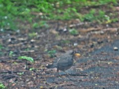 Turdus olivaceus pondoensis