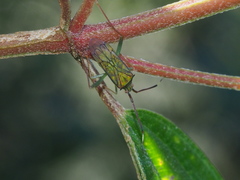 Hyalopeplus spinosus