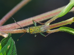 Hyalopeplus spinosus