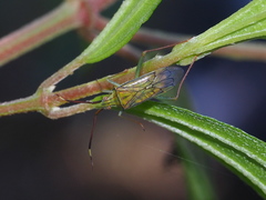 Hyalopeplus spinosus