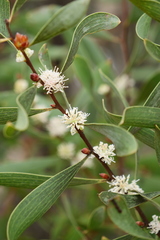 Hakea laevipes