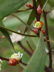 Hakea laevipes
