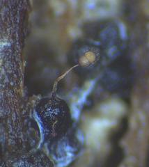 Cribraria minutissima