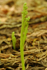 Botrychium montanum