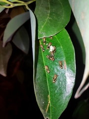 Ropalidia cyathiformis