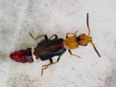 Carphurus fasciculatus