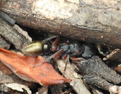Myrmecia chrysogaster