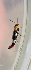 Carphurus fasciculatus