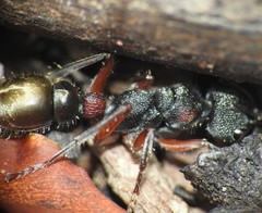 Myrmecia chrysogaster