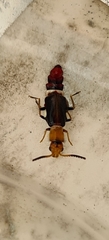 Carphurus fasciculatus