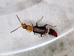 Carphurus fasciculatus