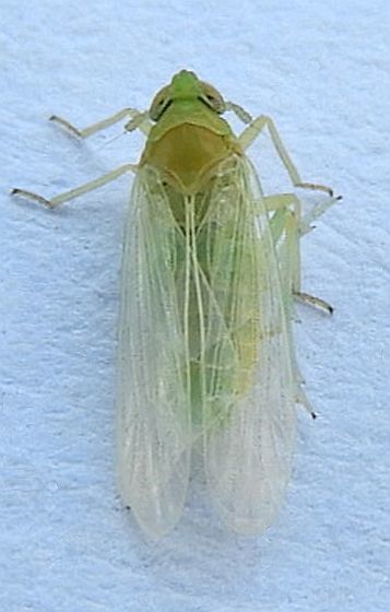 Chloriona sicula