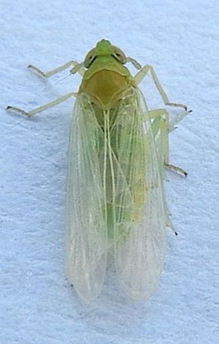 Chloriona sicula