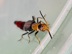 Carphurus fasciculatus