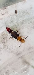 Carphurus fasciculatus