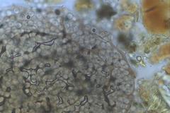 Cribraria minutissima