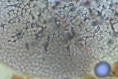 Cribraria minutissima