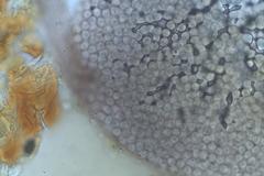 Cribraria minutissima