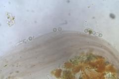 Cribraria minutissima