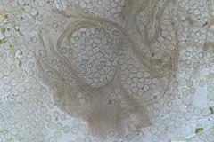 Cribraria minutissima