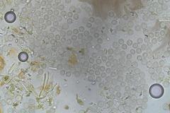 Cribraria minutissima