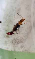 Carphurus fasciculatus