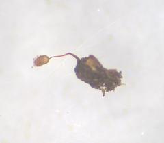 Cribraria minutissima