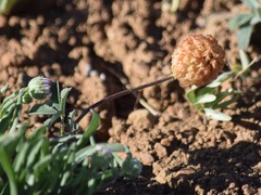 Trifolium lemmonii