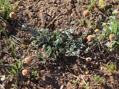 Trifolium lemmonii