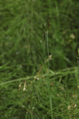 Alopecurus arundinaceus