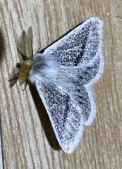 Striphnopteryginae