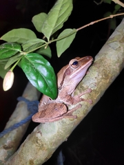 Polypedates himalayensis