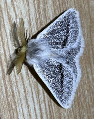 Striphnopteryginae