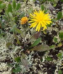 Crepis chrysantha