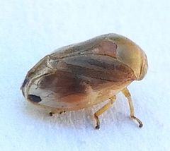 Clastoptera testacea