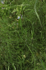 Alopecurus arundinaceus