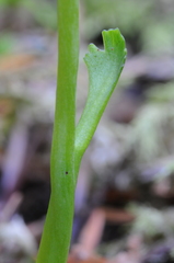 Botrychium montanum