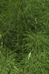 Alopecurus arundinaceus