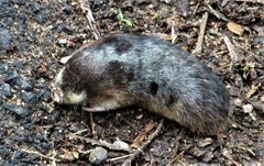 Amblysomus hottentotus