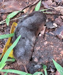 Amblysomus hottentotus