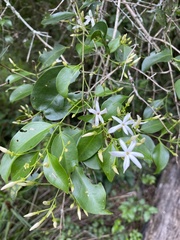 Jasminum simplicifolium