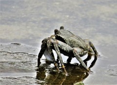 Grapsus tenuicrustatus