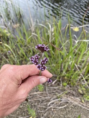Verbena bonariensis
