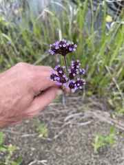 Verbena bonariensis
